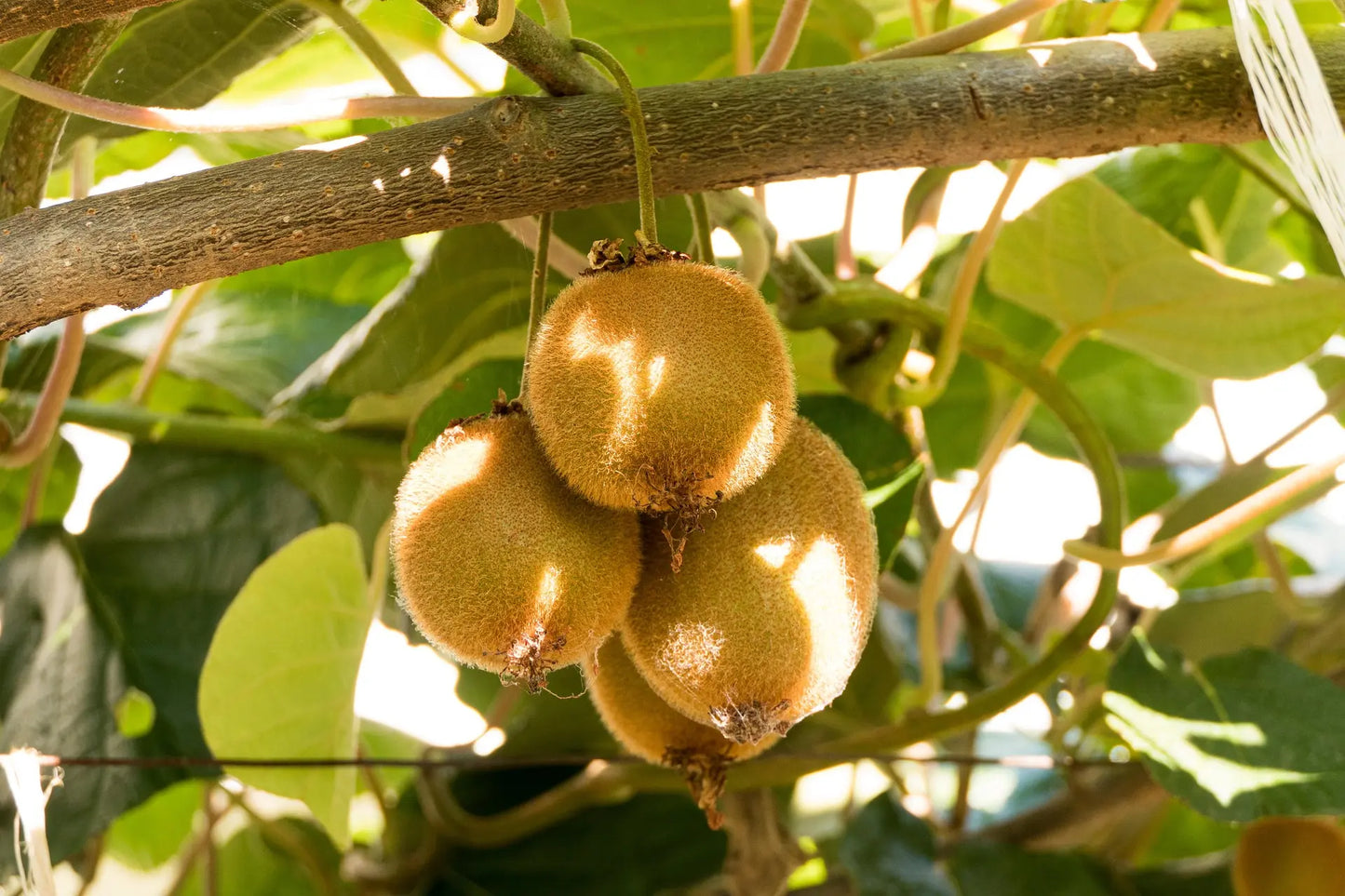Kiwi de Chine Actinidia deliciosa Atlas - plants francs - Pot / Godet 9 cm