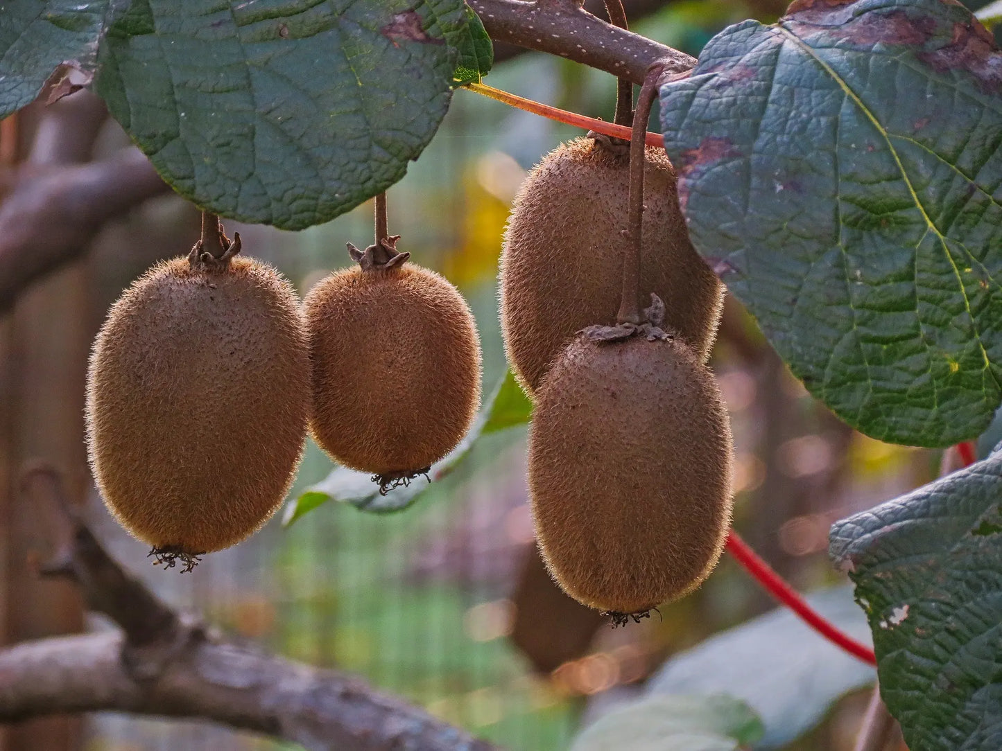 Acheter Plant de Kiwi greffés de qualité livraison toute France