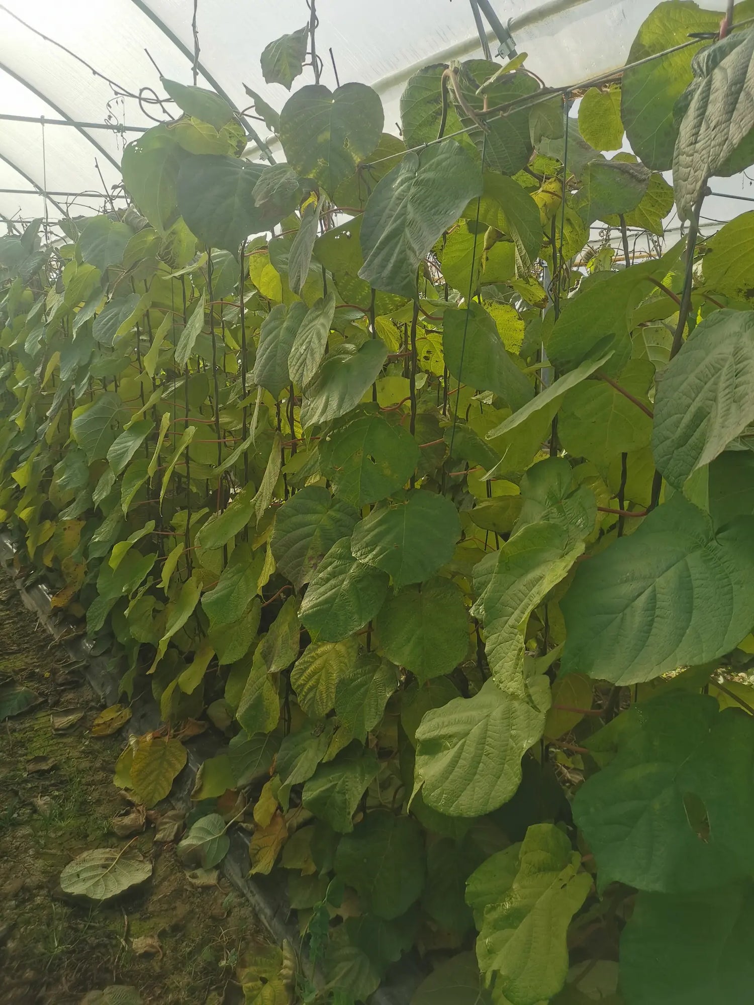 Nos plants de Kiwis Mâles / Femelles (Plants dioïques)