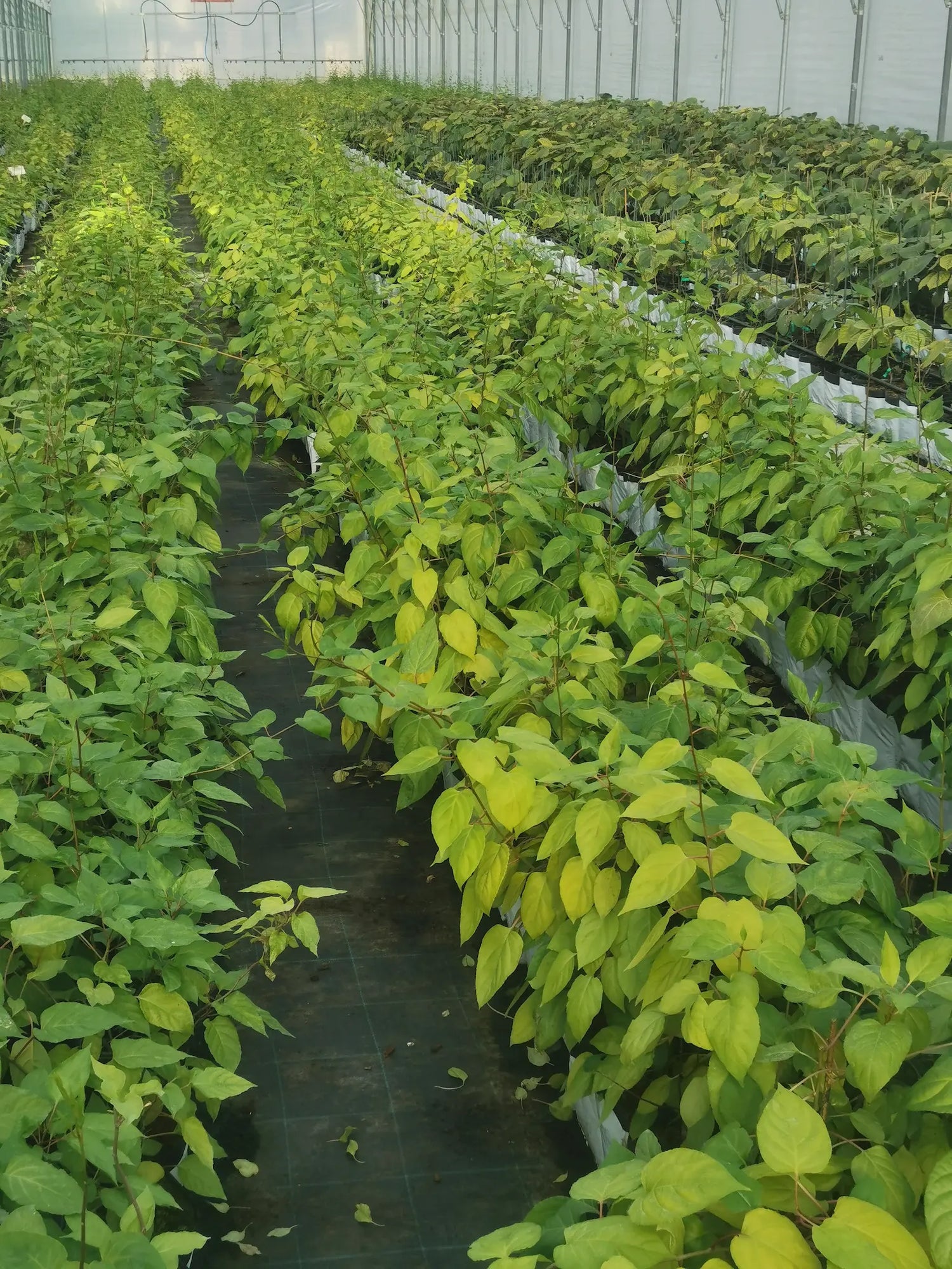 Nos plants de Kiwis Autofertiles