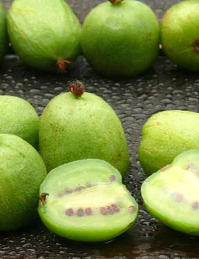 Hardy Kiwi Actinidia Arguta Jumbo - ungrafted - P9 pot