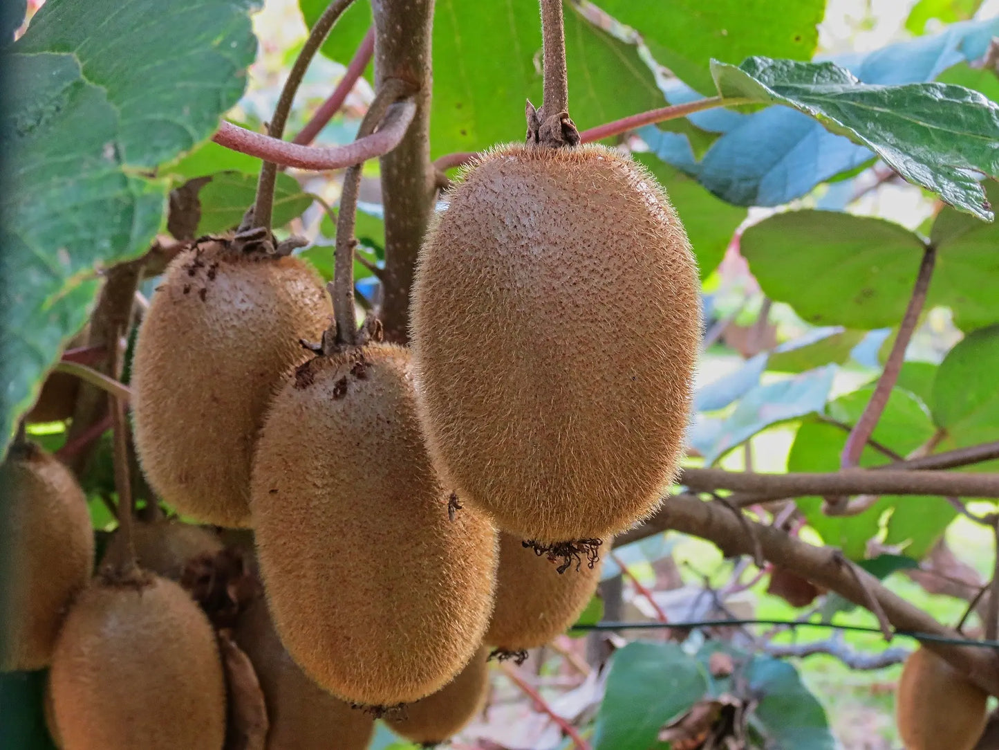 Acheter Plant de Kiwi franc de qualité livraison toute France