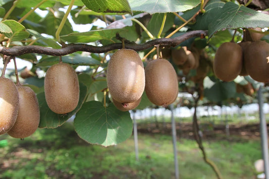 Acheter Plant de Kiwi de qualité livraison toute France