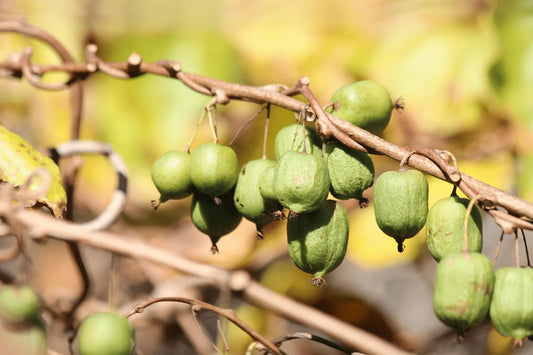Plant Kiwi arctique